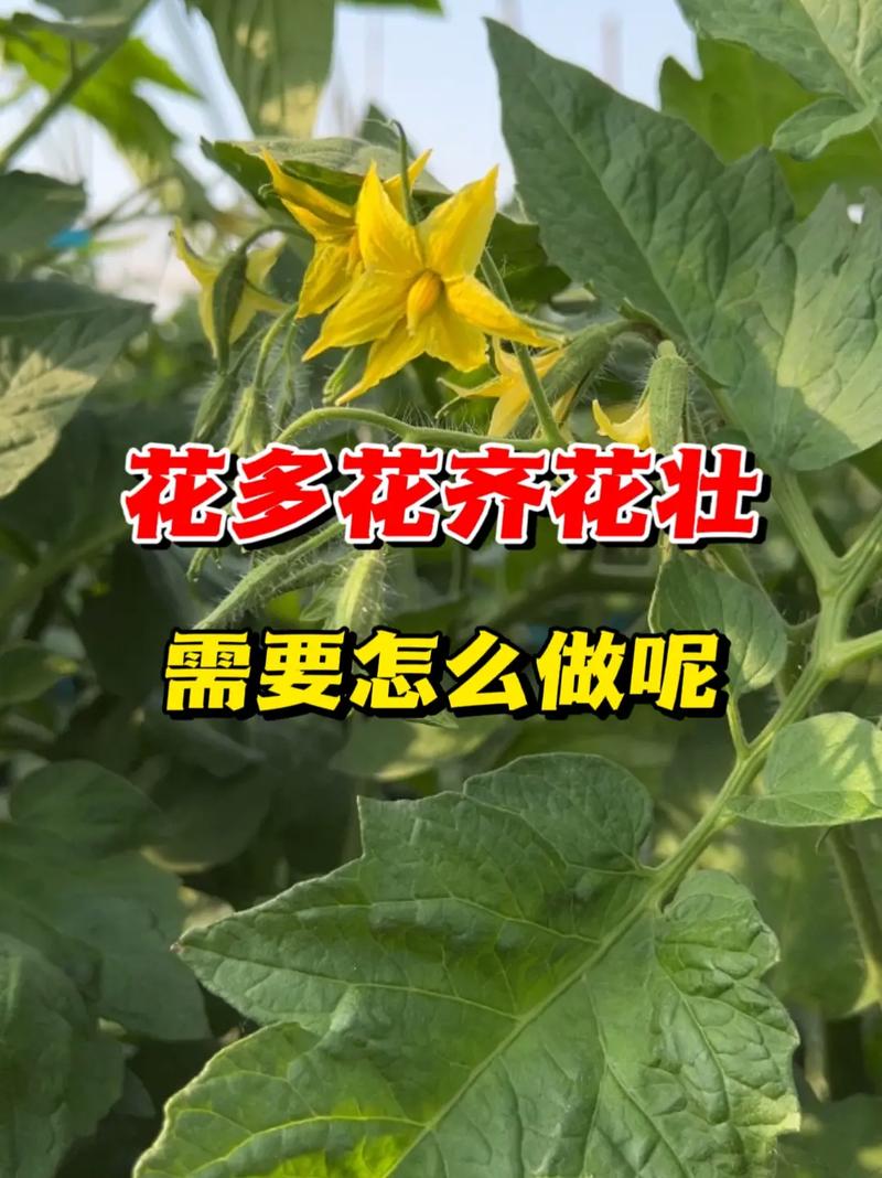 西红柿开花了的侧芽怎么处理「番茄种植侧芽怎么种植的视频」 西红柿开花了的侧芽怎么处理「番茄种植侧芽怎么种植的视频」 农业常识
