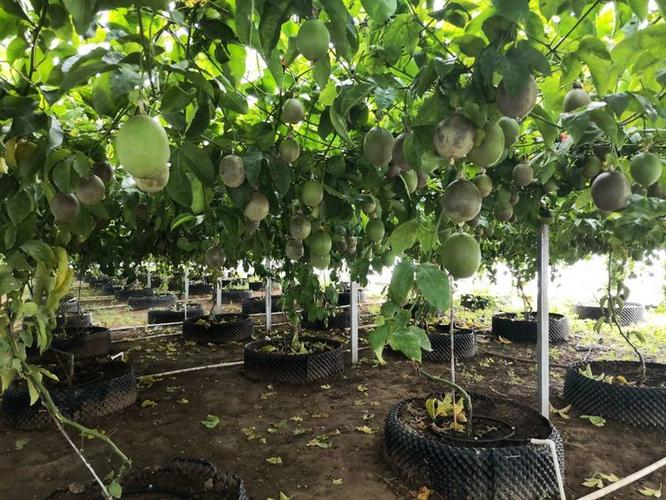 可以在东三省的大棚内种植百香果吗「东北蔬菜种植小技巧视频教程」 可以在东三省的大棚内种植百香果吗「东北蔬菜种植小技巧视频教程」 农业常识