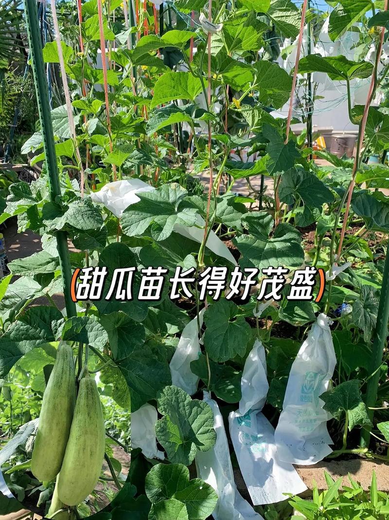 在温室大棚如何栽培薄皮甜瓜？种植过程中如何管理「番茄怎么种植拱门盆景视频」 在温室大棚如何栽培薄皮甜瓜？种植过程中如何管理「番茄怎么种植拱门盆景视频」 土壤施肥