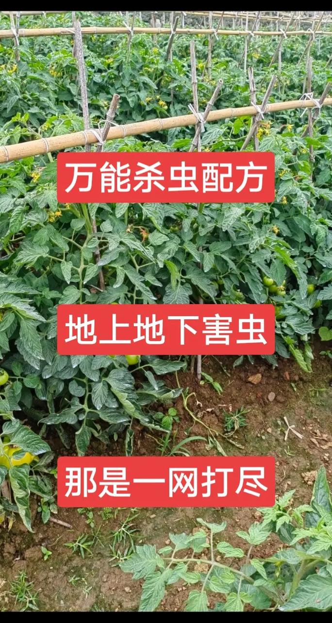 春季天牛虫怎样防治「蔬菜种植杀虫小技巧视频教程」 春季天牛虫怎样防治「蔬菜种植杀虫小技巧视频教程」 农业常识