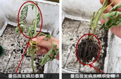 西红柿为什么烂根!怎么办「种植番茄怎么爱烂根呢」 西红柿为什么烂根!怎么办「种植番茄怎么爱烂根呢」 农业常识