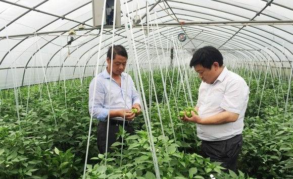 中国寿光农民是如何提高蔬菜产量「寿光蔬菜种植小技巧和方法」 中国寿光农民是如何提高蔬菜产量「寿光蔬菜种植小技巧和方法」 种植技巧