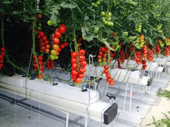 种植西红柿要打叉吗？不打行会咋样「无需搭架的番茄怎么种植视频」 种植西红柿要打叉吗？不打行会咋样「无需搭架的番茄怎么种植视频」 土壤施肥