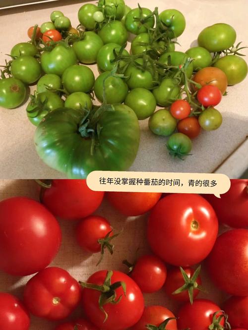 树上青番茄变红最快的方法「种植番茄怎么变红色」 树上青番茄变红最快的方法「种植番茄怎么变红色」 植物种类