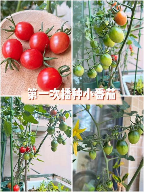 如何在自己家中种植好西红柿「家庭种矮番茄怎么种植视频」 如何在自己家中种植好西红柿「家庭种矮番茄怎么种植视频」 种植技巧