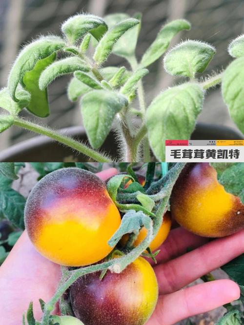 咖啡色小番茄几月份种植「黄番茄怎么种植时间长」 咖啡色小番茄几月份种植「黄番茄怎么种植时间长」 种植技巧
