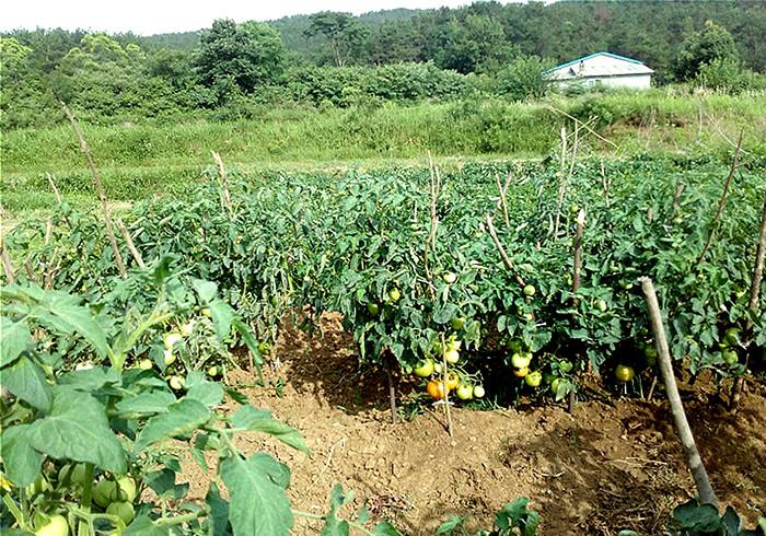 露地番茄起垄种植方法「农村土种番茄怎么种植的视频」 露地番茄起垄种植方法「农村土种番茄怎么种植的视频」 番茄病虫害防治