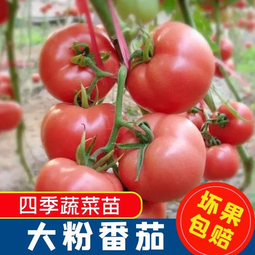 粉丽人番茄栽培方法「番茄要怎么搭棚种植好呢」 粉丽人番茄栽培方法「番茄要怎么搭棚种植好呢」 番茄种植技巧