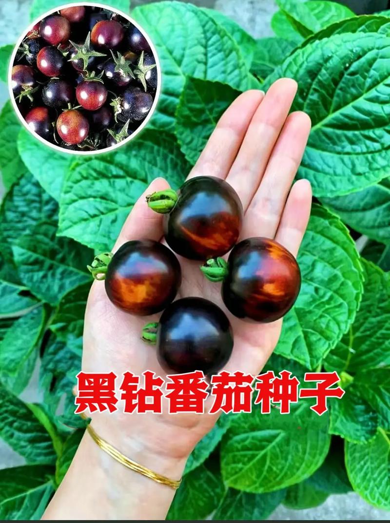 小番茄种子的种植方法「黑番茄种子怎么种植方法」 小番茄种子的种植方法「黑番茄种子怎么种植方法」 土壤施肥
