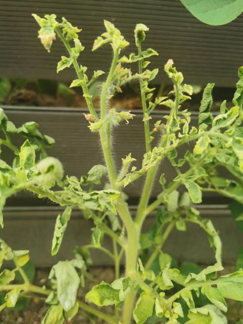 腐烂变质的番茄能放在花草土壤中做肥料吗「番茄烂了怎么种植视频」 腐烂变质的番茄能放在花草土壤中做肥料吗「番茄烂了怎么种植视频」 植物种类