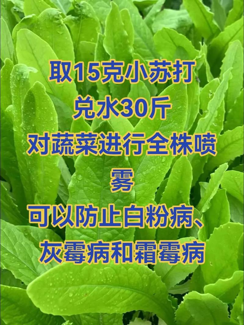 小苏打浇菜的正确方法「蔬菜种植小苏打小技巧视频」 小苏打浇菜的正确方法「蔬菜种植小苏打小技巧视频」 番茄种植技巧