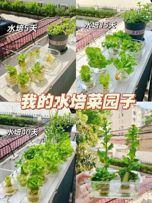 盆栽蔬菜家庭阳台养护需要注意哪些事项「上海蔬菜种植技巧视频教程」 盆栽蔬菜家庭阳台养护需要注意哪些事项「上海蔬菜种植技巧视频教程」 植物种类