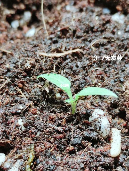 千禧小番茄种植方法「迷你番茄种子怎么种植视频」 千禧小番茄种植方法「迷你番茄种子怎么种植视频」 花朵知识