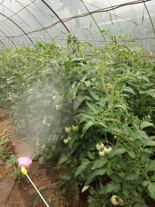西红柿成熟期能不能喷施噻唑锌「黄瓜番茄刚种植怎么打药视频」 西红柿成熟期能不能喷施噻唑锌「黄瓜番茄刚种植怎么打药视频」 农业常识