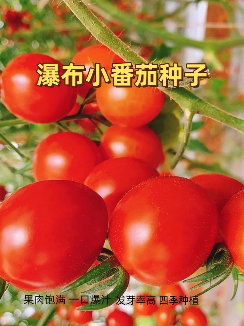 瀑布小番茄种植方法「黑珍珠番茄怎么样种植视频」 瀑布小番茄种植方法「黑珍珠番茄怎么样种植视频」 番茄种植技巧