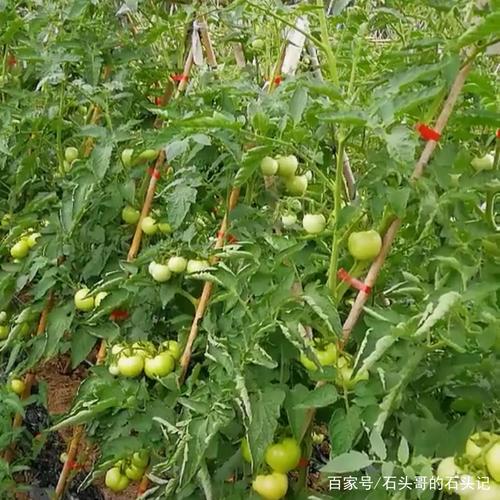 西红柿树结果了怎么打架子「小番茄种植架子怎么搭建视频」 西红柿树结果了怎么打架子「小番茄种植架子怎么搭建视频」 番茄病虫害防治