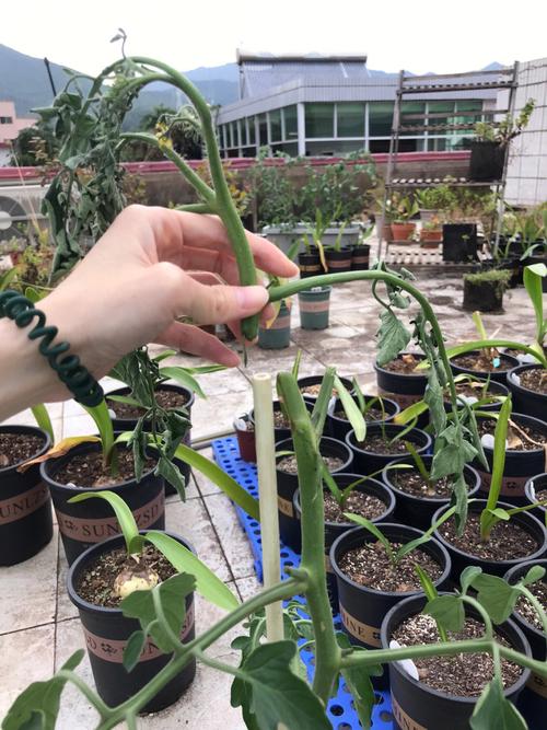 西红柿根茎断了还能活多久「番茄侧枝断了怎么种植好呢」 西红柿根茎断了还能活多久「番茄侧枝断了怎么种植好呢」 番茄病虫害防治