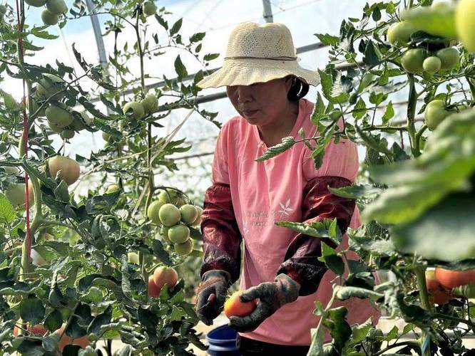 农村种植西红柿，怎样确定西红柿采收期？采收期应该掌握哪些技术「番茄大棚里怎么种植视频教程」 农村种植西红柿，怎样确定西红柿采收期？采收期应该掌握哪些技术「番茄大棚里怎么种植视频教程」 番茄病虫害防治