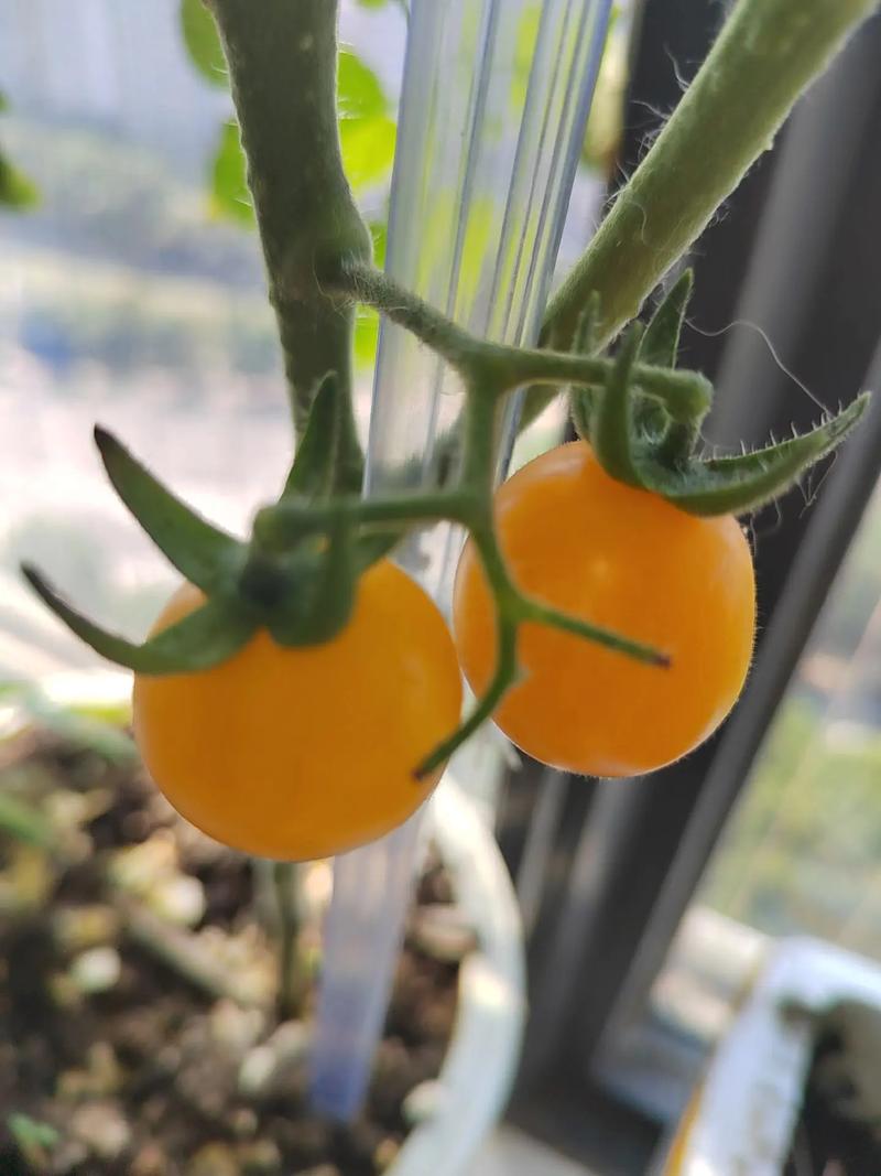 种植圣女果的方法与种西红柿一样吗「圣女果番茄怎么种植视频」 种植圣女果的方法与种西红柿一样吗「圣女果番茄怎么种植视频」 番茄病虫害防治