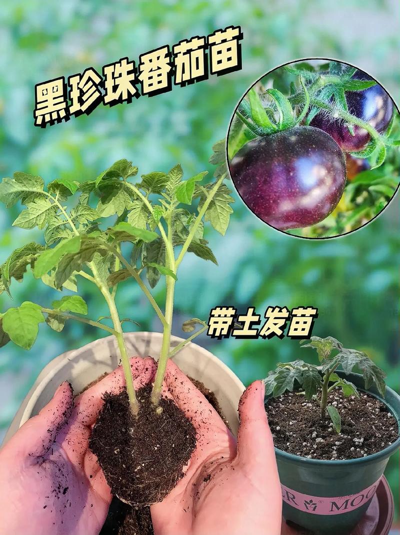 黑骑士番茄怎么种「国外的番茄怎么种植的呢」 黑骑士番茄怎么种「国外的番茄怎么种植的呢」 植物种类