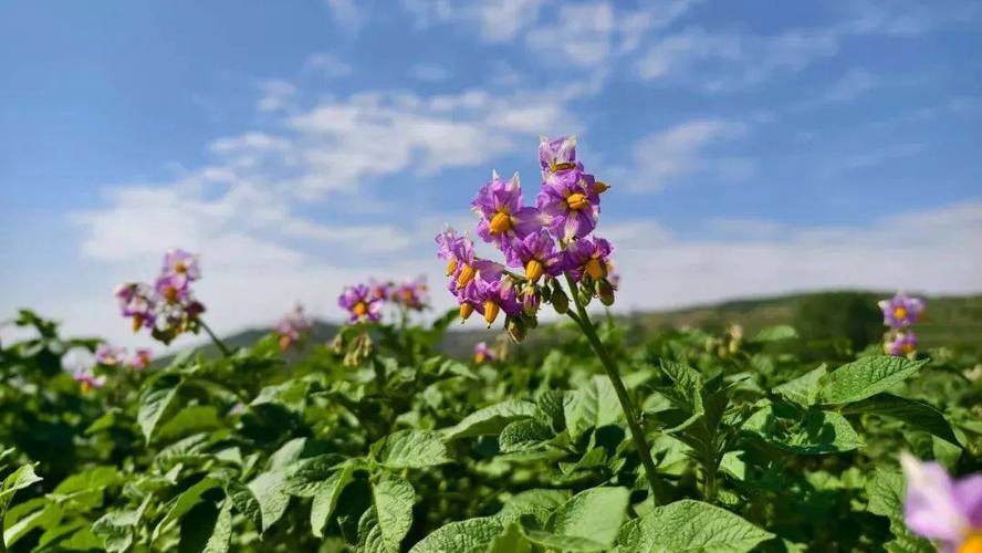 你见过土豆开的花吗「番茄花海怎么种植的」 你见过土豆开的花吗「番茄花海怎么种植的」 种植技巧