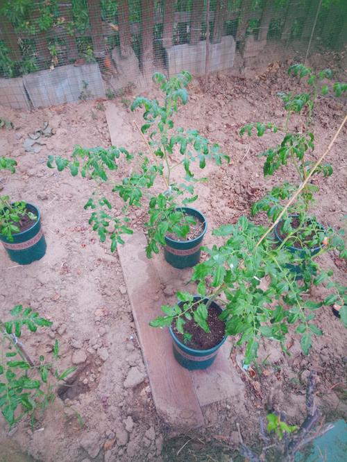 只用羊粪种番茄会怎样「羊粪种西红柿好吗」 只用羊粪种番茄会怎样「羊粪种西红柿好吗」 种植技巧
