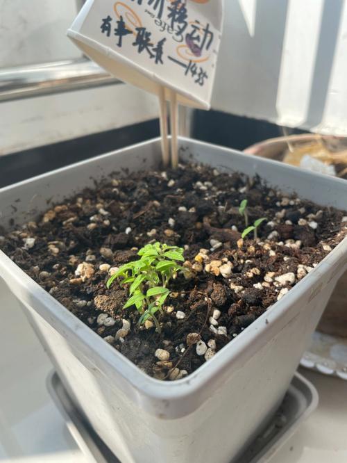 室内盆栽西红柿是否需要人工授粉「家种小番茄怎么授粉」 植物种类 室内盆栽西红柿是否需要人工授粉「家种小番茄怎么授粉」 室内盆栽西红柿是否需要人工授粉「家种小番茄怎么授粉」 植物种类