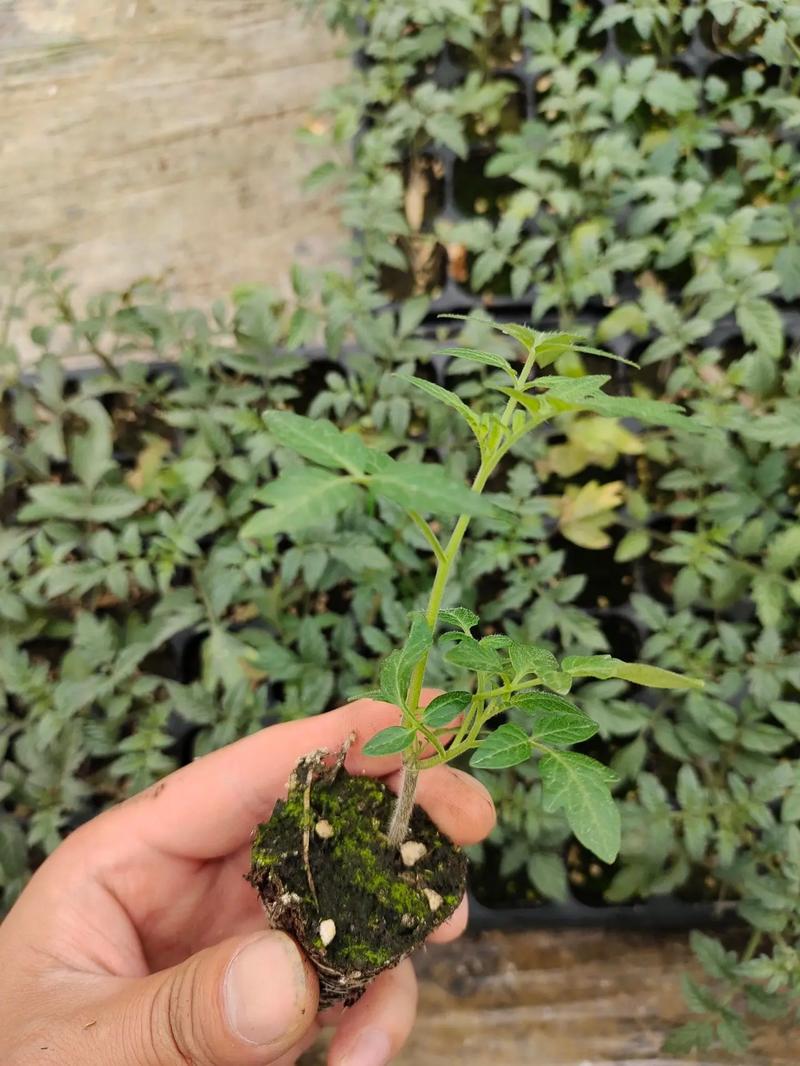 盆栽西红柿的养殖和护理方法「种植番茄苗盆景怎么养护」 盆栽西红柿的养殖和护理方法「种植番茄苗盆景怎么养护」 农业常识