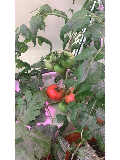梨形身材怎么快速瘦腿「阳台倒立种植番茄怎么种植」 梨形身材怎么快速瘦腿「阳台倒立种植番茄怎么种植」 农业常识