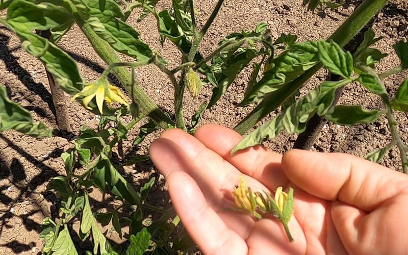 番茄落花不结果怎么办「番茄落花怎么种植视频」 番茄落花不结果怎么办「番茄落花怎么种植视频」 植物种类