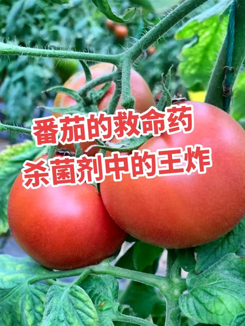 番茄为什么是红色「番茄种植怎么变红了呢」 番茄为什么是红色「番茄种植怎么变红了呢」 农业常识
