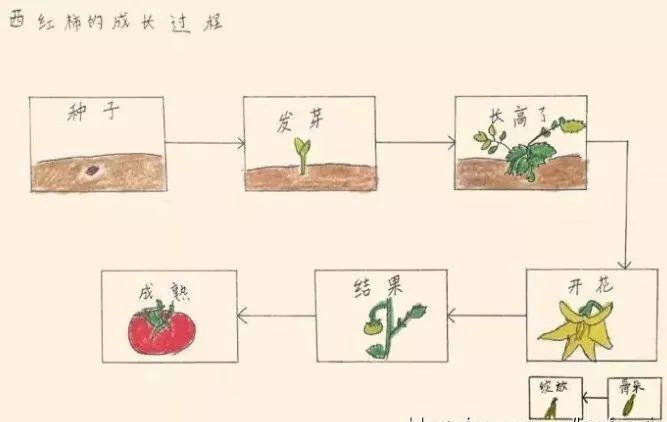 如何自学思维导图「番茄怎么种植简笔画视频教程」 如何自学思维导图「番茄怎么种植简笔画视频教程」 农业常识