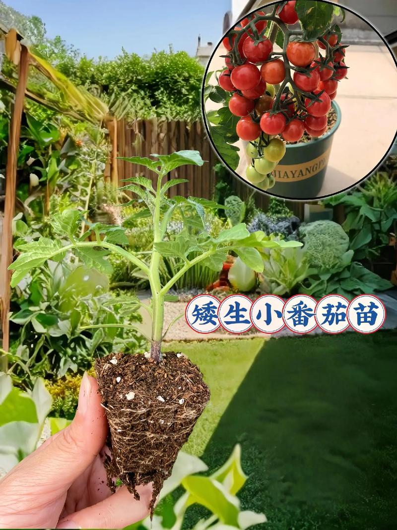 盆栽西红柿如何种植「番茄定植盆子怎么种植视频」 盆栽西红柿如何种植「番茄定植盆子怎么种植视频」 番茄种植技巧