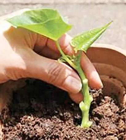 可以扦插、操作简单长得又快的蔬菜有哪些「蔬菜种植技巧干货图片」 可以扦插、操作简单长得又快的蔬菜有哪些「蔬菜种植技巧干货图片」 番茄病虫害防治