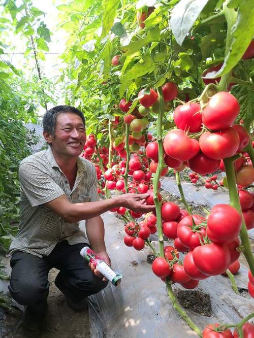 番茄怎么种植结瓜多「番茄怎么种植土壤肥沃呢」 番茄怎么种植结瓜多「番茄怎么种植土壤肥沃呢」 番茄病虫害防治
