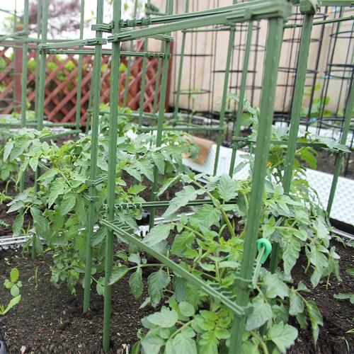 西红柿树结果了怎么打架子「番茄苗怎么支架种植视频」 西红柿树结果了怎么打架子「番茄苗怎么支架种植视频」 植物种类