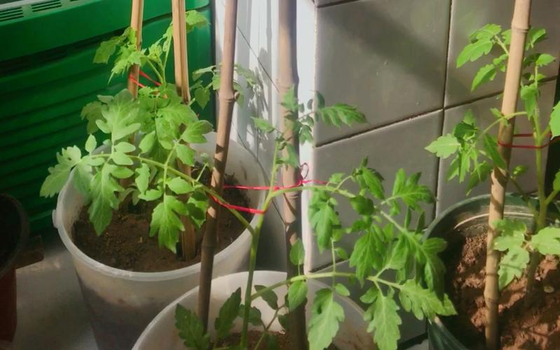 盆栽番茄苗支架搭法「番茄苗怎么支架种植视频」 盆栽番茄苗支架搭法「番茄苗怎么支架种植视频」 番茄病虫害防治