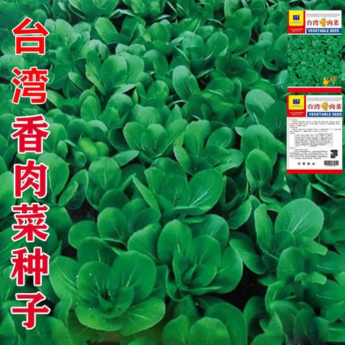 香肉菜什么时候播种「蔬菜种植技巧小妙招视频教程」 番茄种植技巧 香肉菜什么时候播种「蔬菜种植技巧小妙招视频教程」 香肉菜什么时候播种「蔬菜种植技巧小妙招视频教程」 番茄种植技巧