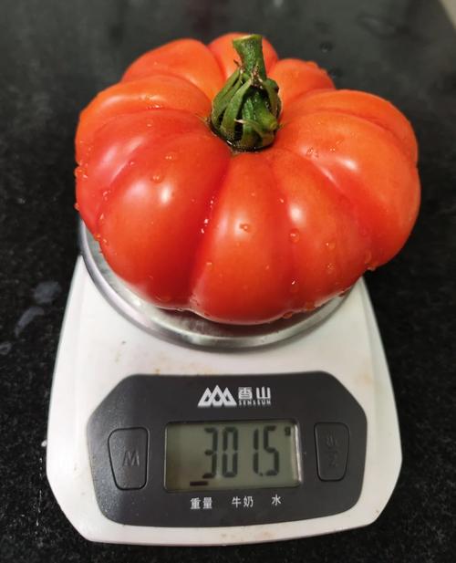 西红柿怎么种得又大又好「水果大番茄怎么种植视频」 花朵知识 西红柿怎么种得又大又好「水果大番茄怎么种植视频」 西红柿怎么种得又大又好「水果大番茄怎么种植视频」 花朵知识