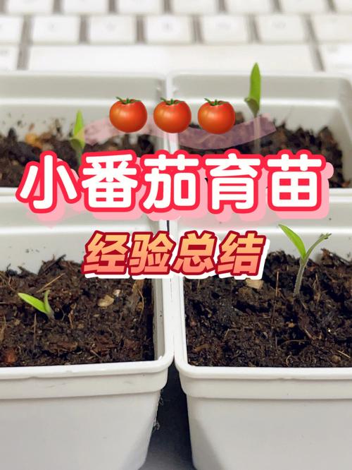 番茄营养杯育苗方法「怎么种植小番茄观察杯子视频」 番茄营养杯育苗方法「怎么种植小番茄观察杯子视频」 农业常识