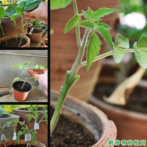 番茄嫁接育苗都具体有哪些方法「番茄怎么歪着种植呢图片」 番茄嫁接育苗都具体有哪些方法「番茄怎么歪着种植呢图片」 土壤施肥