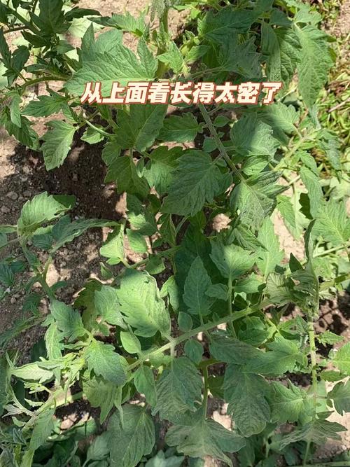 西红柿打头前施肥技术「番茄苗怎么打头」 西红柿打头前施肥技术「番茄苗怎么打头」 番茄病虫害防治