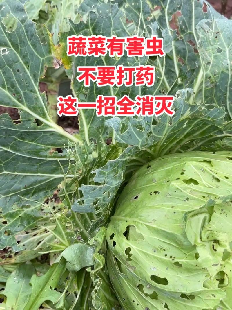 种植蔬菜除虫子小妙招「蔬菜种植小技巧教会幼儿」 种植蔬菜除虫子小妙招「蔬菜种植小技巧教会幼儿」 植物种类