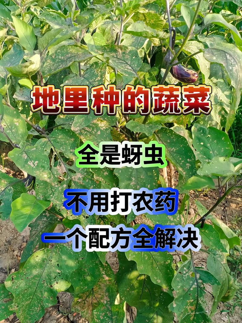 蔬菜防虫小妙招「蔬菜种植的防虫技巧有哪些」 蔬菜防虫小妙招「蔬菜种植的防虫技巧有哪些」 番茄病虫害防治