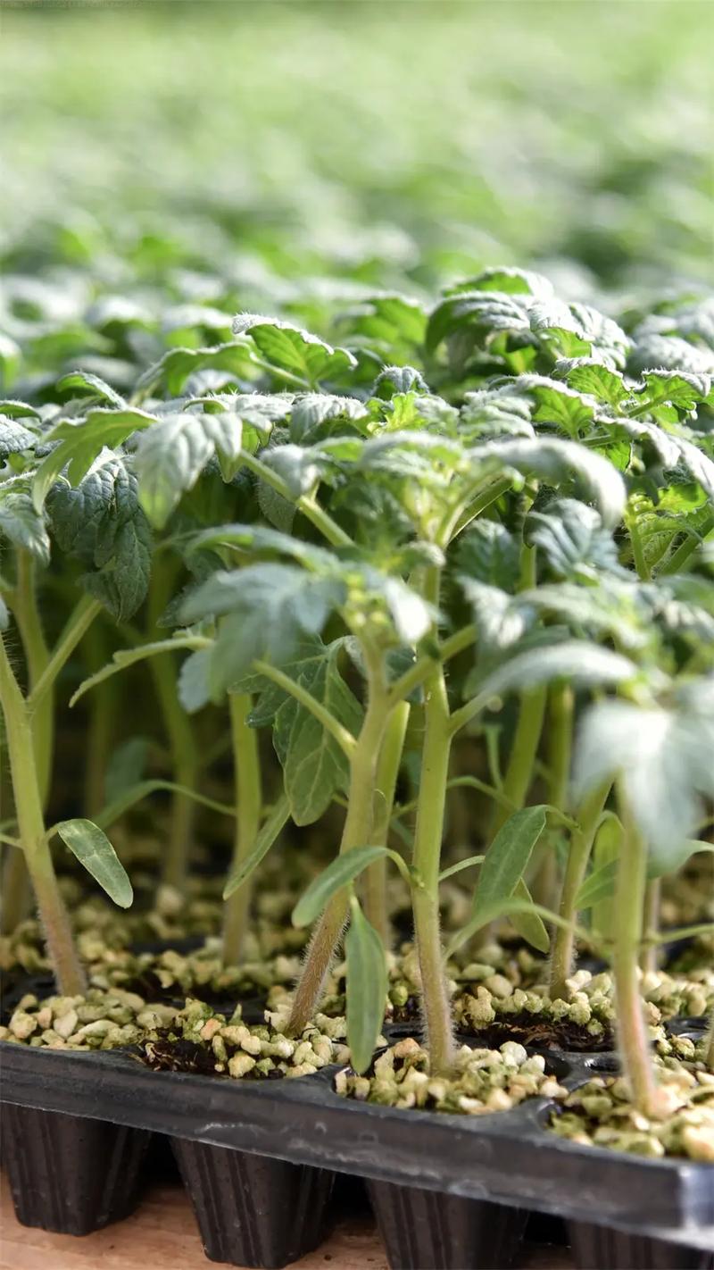 草莓西红柿露天能种吗「草莓番茄怎么种植露天过冬」 草莓西红柿露天能种吗「草莓番茄怎么种植露天过冬」 植物种类