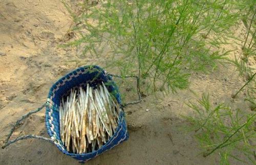 种植芦笋对土壤有什么要求「芦笋怎么种植番茄苗视频」 种植芦笋对土壤有什么要求「芦笋怎么种植番茄苗视频」 番茄种植技巧