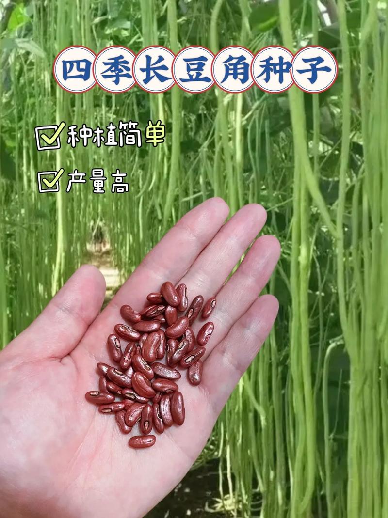 豆角种子怎么种「豆角番茄种子怎么种植视频」 豆角种子怎么种「豆角番茄种子怎么种植视频」 番茄种植技巧
