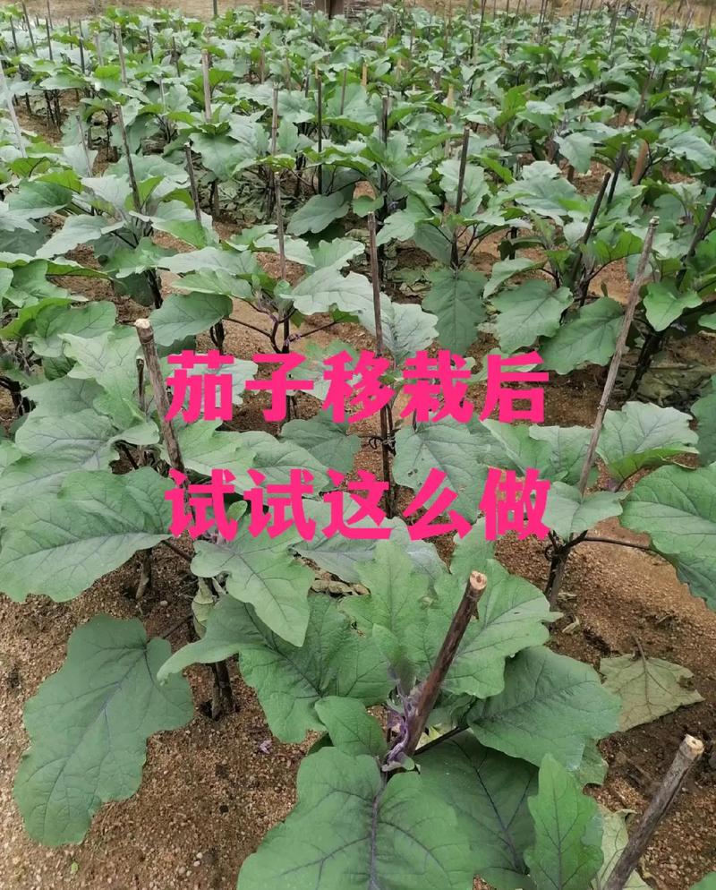 啥蔬菜可以和鸡一块共存，两不耽误「茄子和番茄怎么种植视频教程」 啥蔬菜可以和鸡一块共存，两不耽误「茄子和番茄怎么种植视频教程」 番茄种植技巧