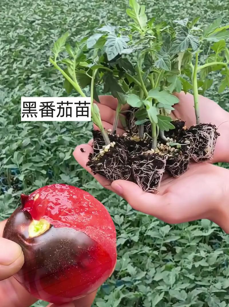 黑番茄的种植方法「丑番茄怎么种植视频」 黑番茄的种植方法「丑番茄怎么种植视频」 花朵知识