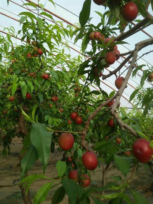 油桃大棚里可以种蔬菜吗「草莓小番茄油桃怎么种植视频」 油桃大棚里可以种蔬菜吗「草莓小番茄油桃怎么种植视频」 花朵知识